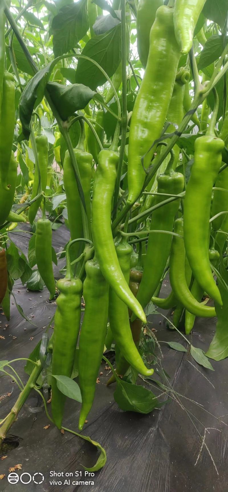 尖椒苗菜椒苗，一手货源，自己的基地供货欢迎各地客商订货