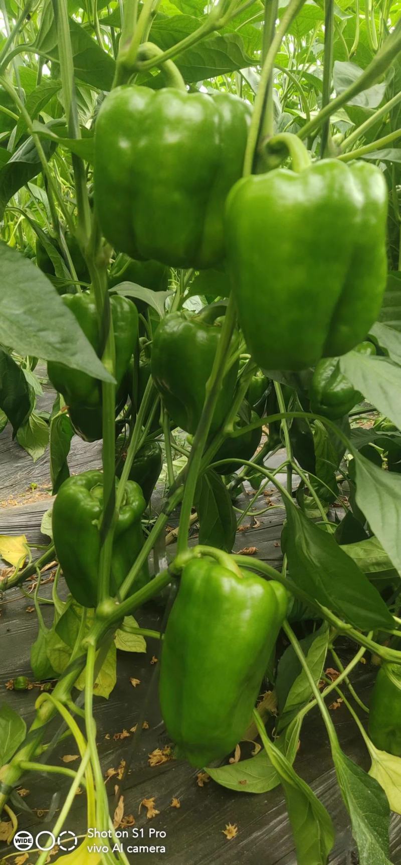 尖椒苗菜椒苗，一手货源，自己的基地供货欢迎各地客商订货