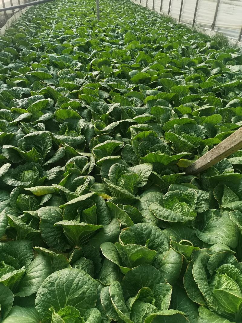 好白菜