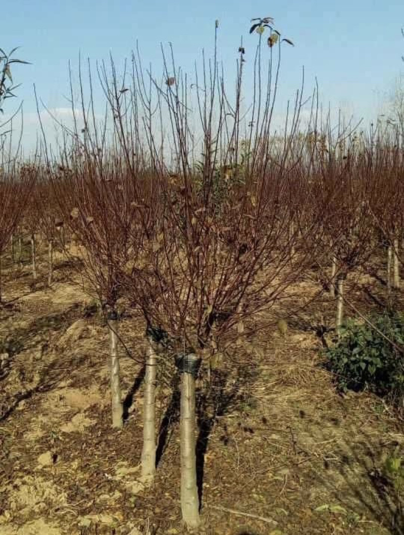 产地直销大花榆叶梅规格3到15公分现货供应