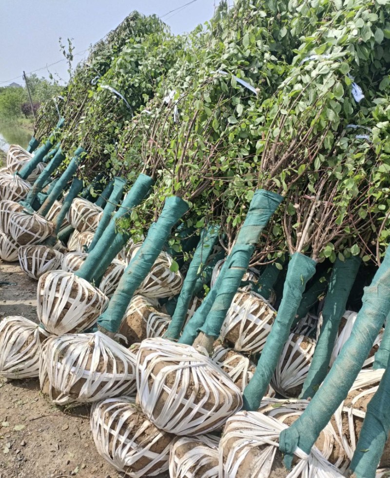 产地直销大花榆叶梅规格3到15公分现货供应