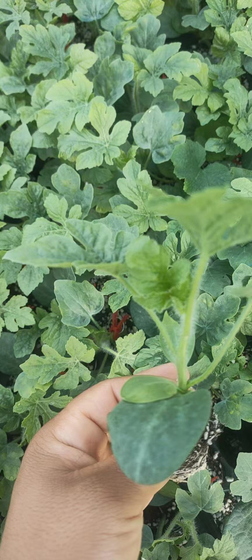 西瓜苗常年有苗，一手货源，自己的基地供货欢迎各地客商订货