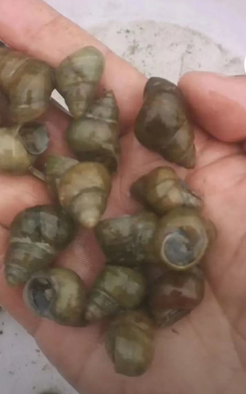 江苏宿迁各种规格薄壳食用螺欢迎全国老板考察