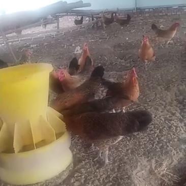 土鸡，华北柴鸡，绿壳蛋鸡，成鸡纯散养，溜达鸡