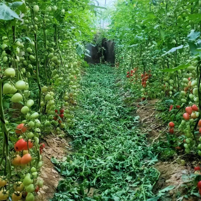 圣女果苗常年有苗，一手货源，基地供货欢迎下单订购