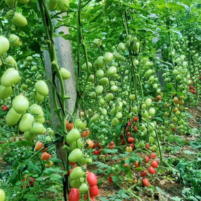 圣女果苗常年有苗，一手货源，基地供货欢迎下单订购