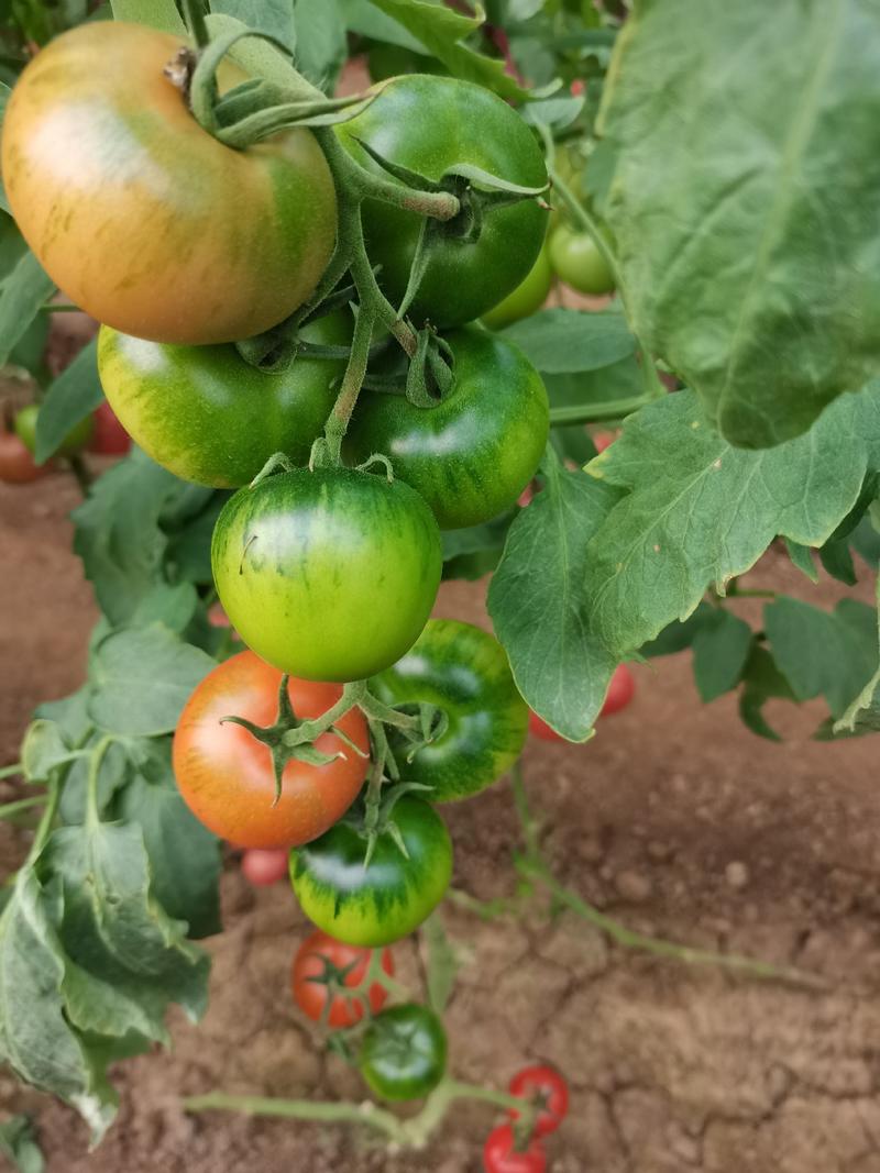 草莓番茄苗