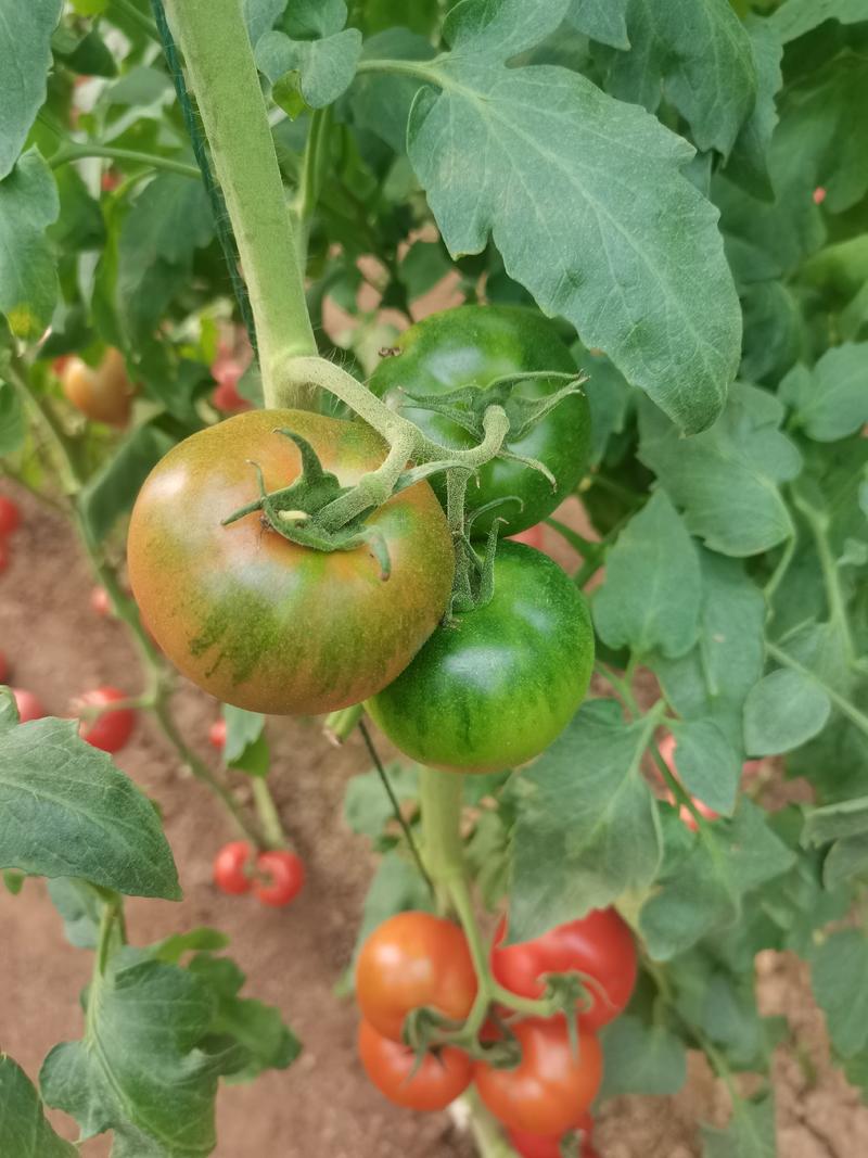草莓番茄苗