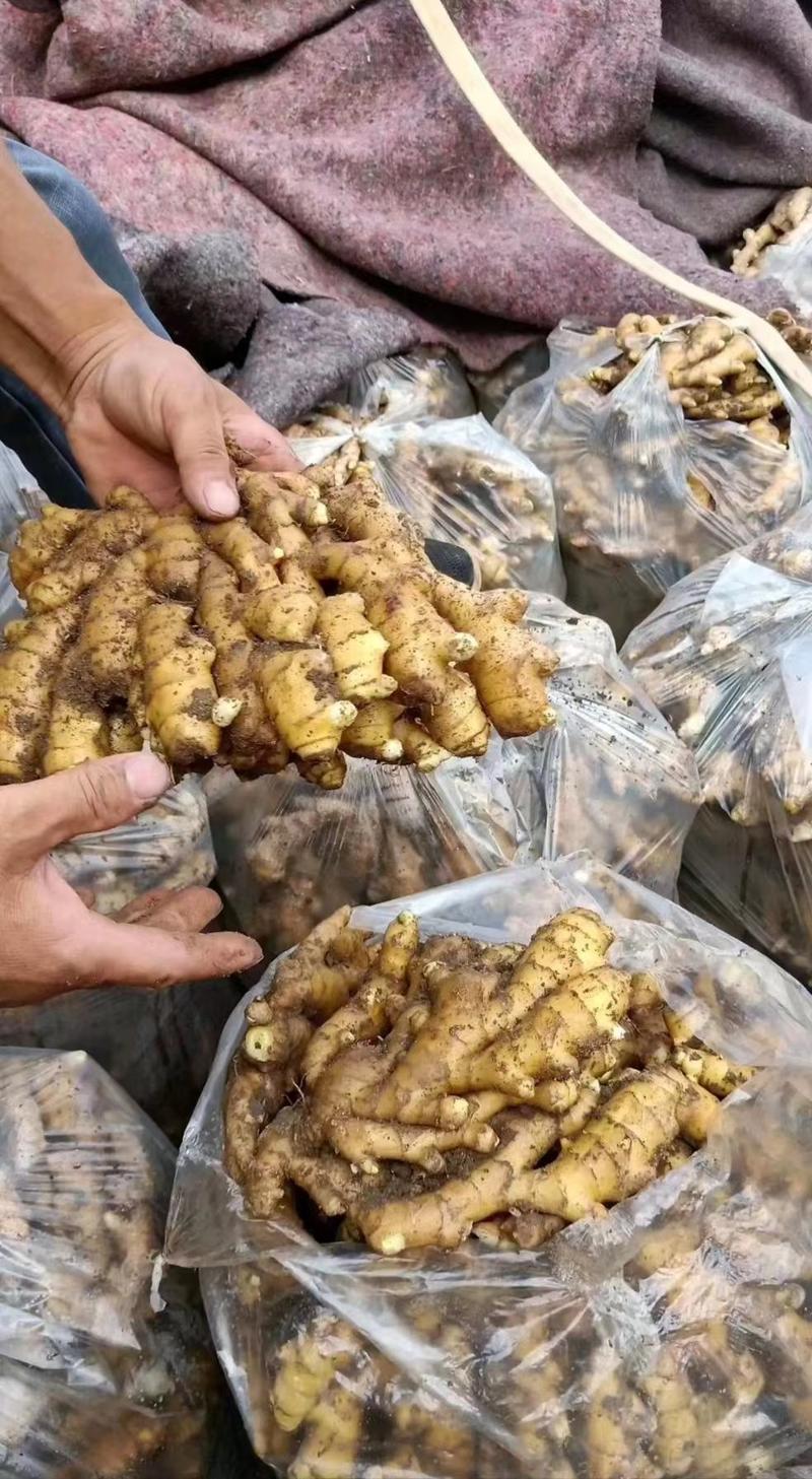 河南大黄姜姜种。品种齐全一手货源，保质保量，全国发货。