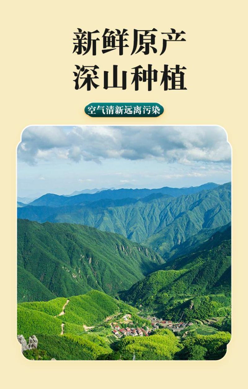 野生五指毛桃正宗中药材特级煲汤滋补干货五指毛桃