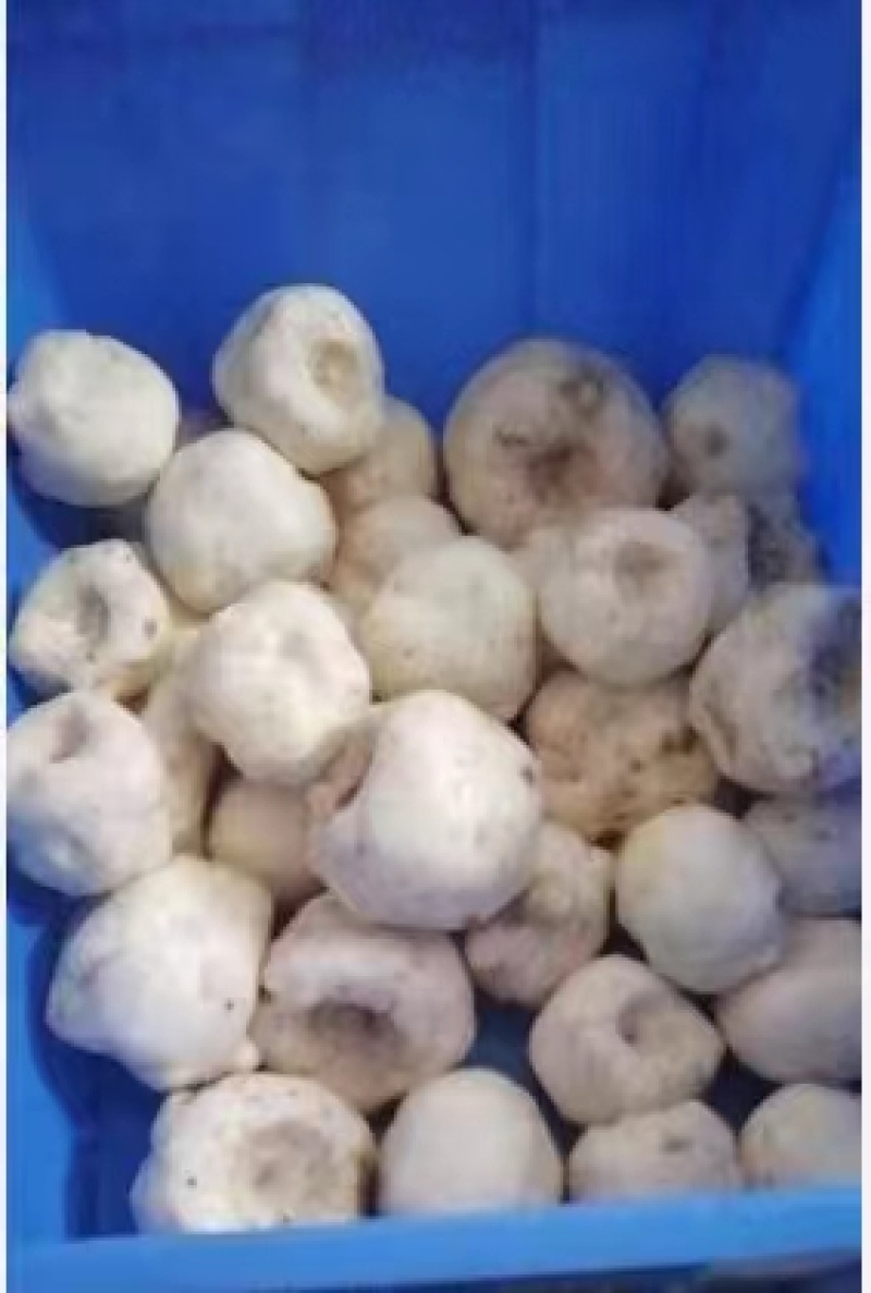 魔芋豆腐