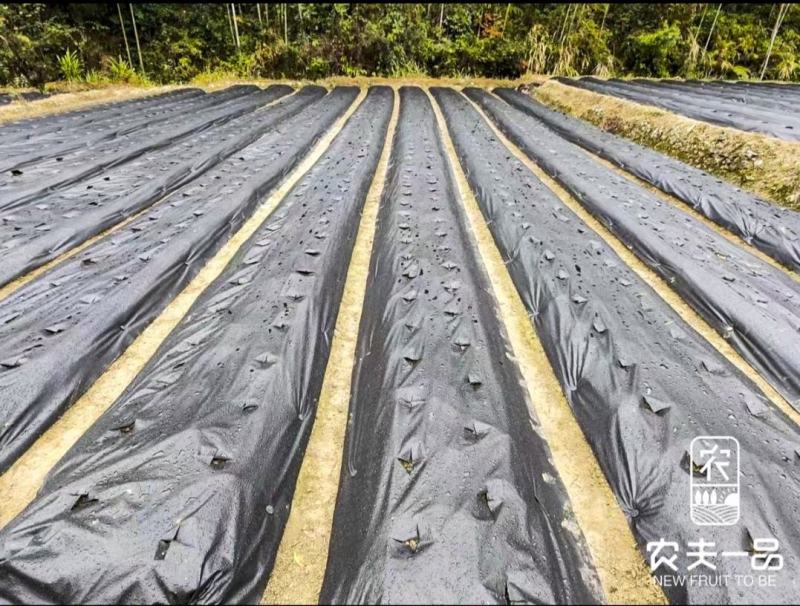 药材、蔬菜、花卉专用防草布，打孔防草布/除草布