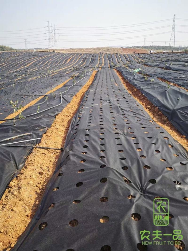 药材、蔬菜、花卉专用防草布，打孔防草布/除草布