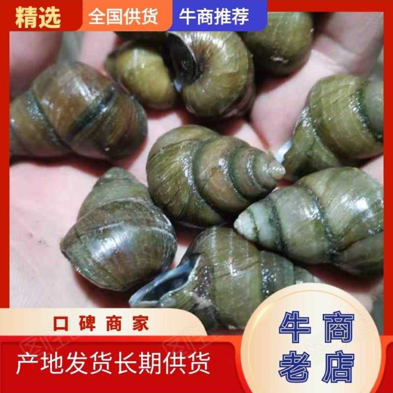 江苏宿迁各种规格薄壳食用螺欢迎全国老板考察