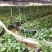 甘甜白肉粉质土茯苓种子、种苗欢迎大家来选购！