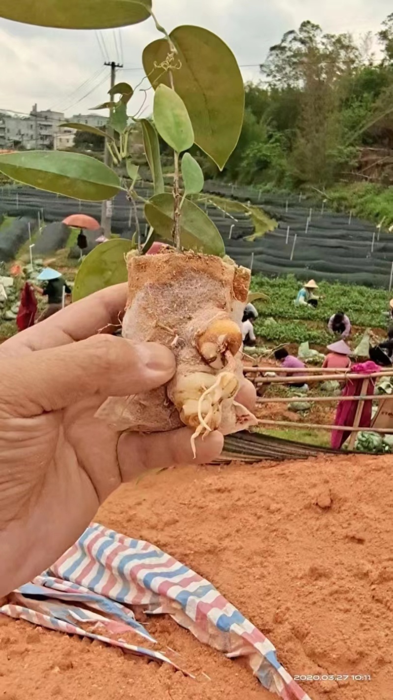 甘甜白肉粉质土茯苓种子、种苗欢迎大家来选购！