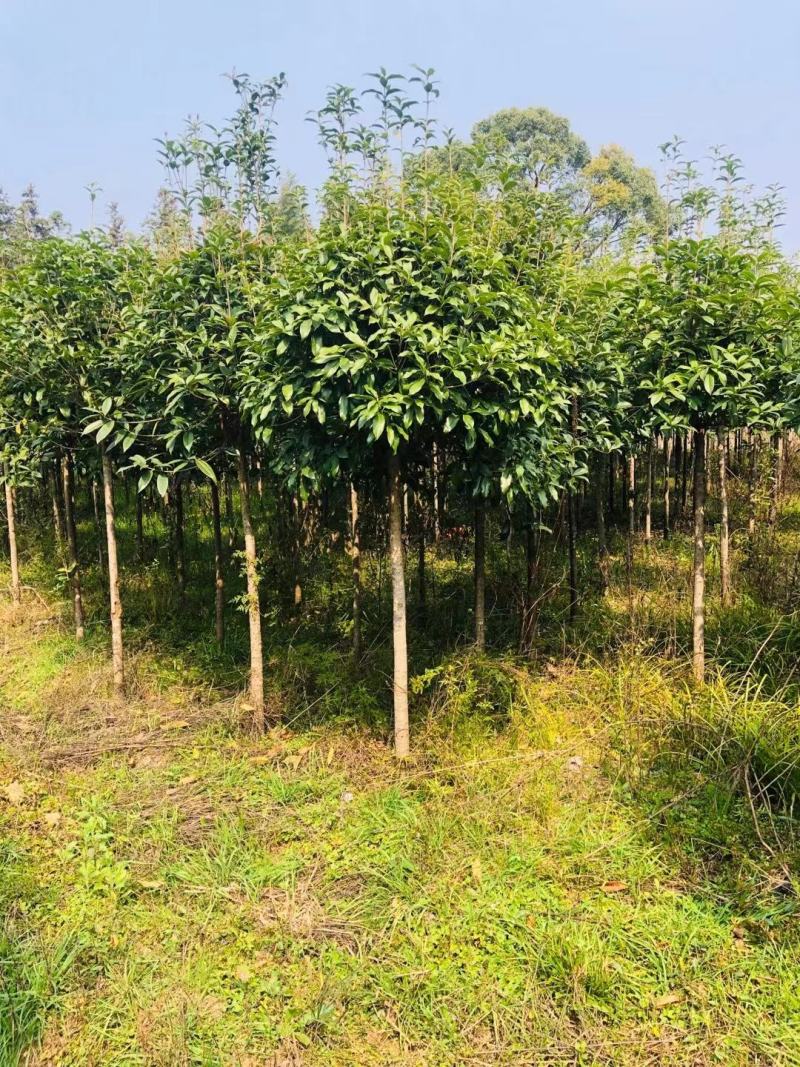5公分桂花