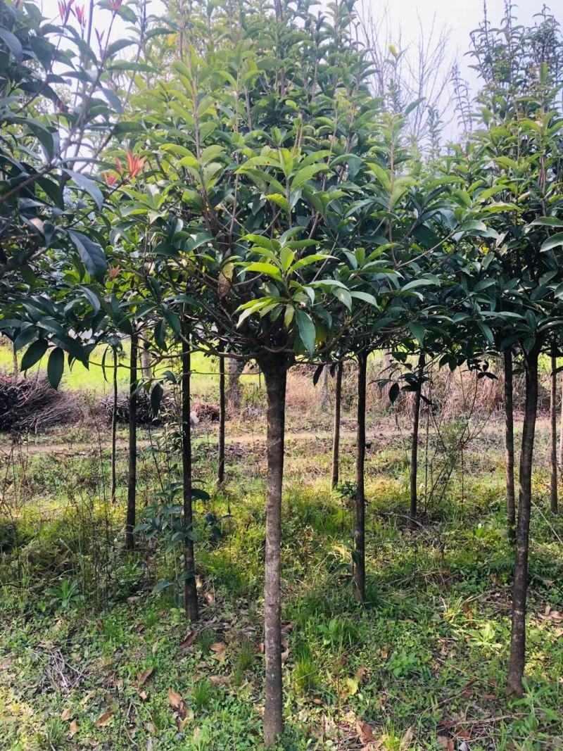 5公分桂花
