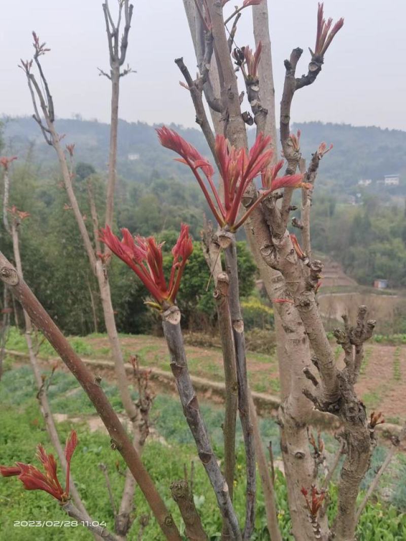 香椿芽，农村现摘！4号时价80，批发电聊档口东莞