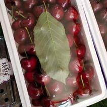 山东美早大樱桃。品种齐全，一手货源，保质保量，全国发货。