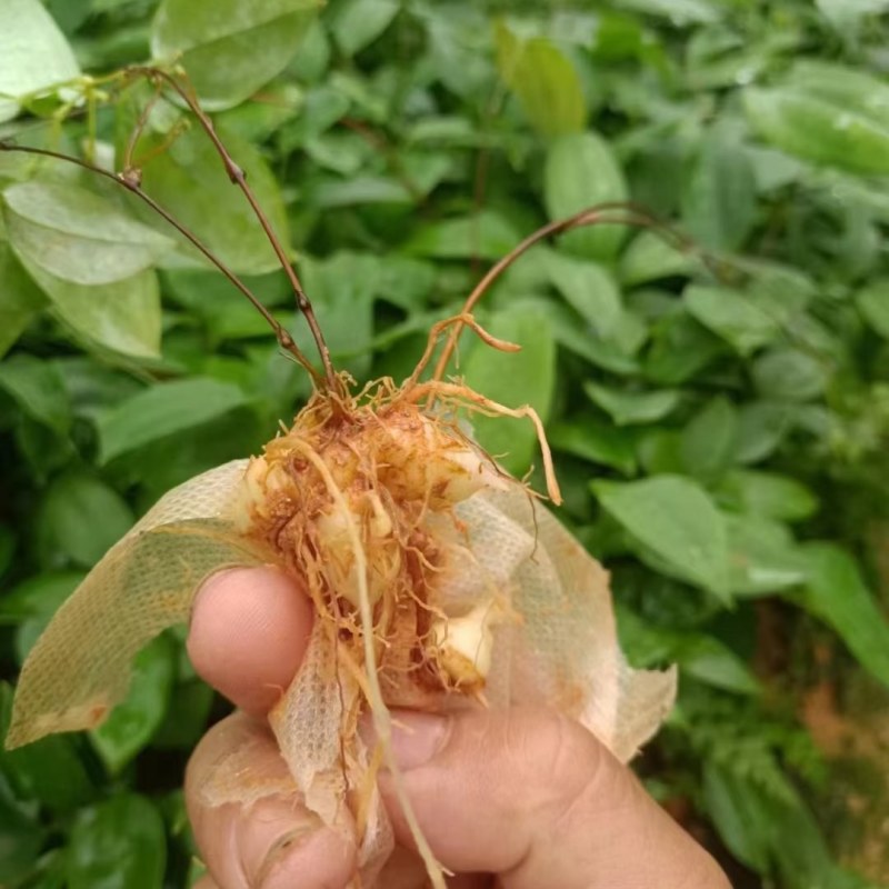 土茯苓苗