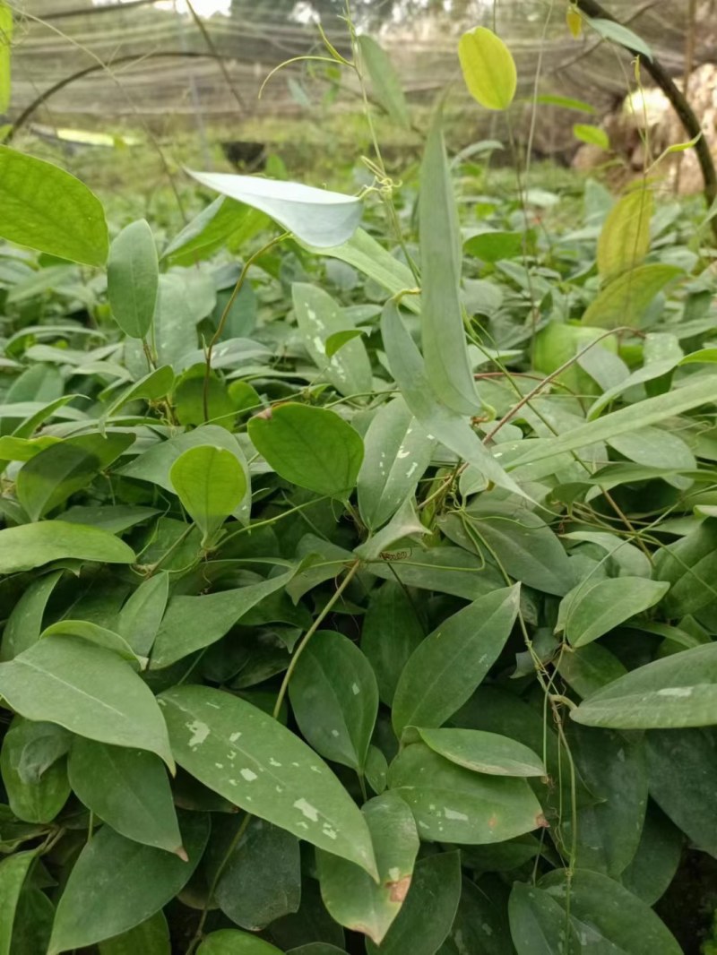 土茯苓苗
