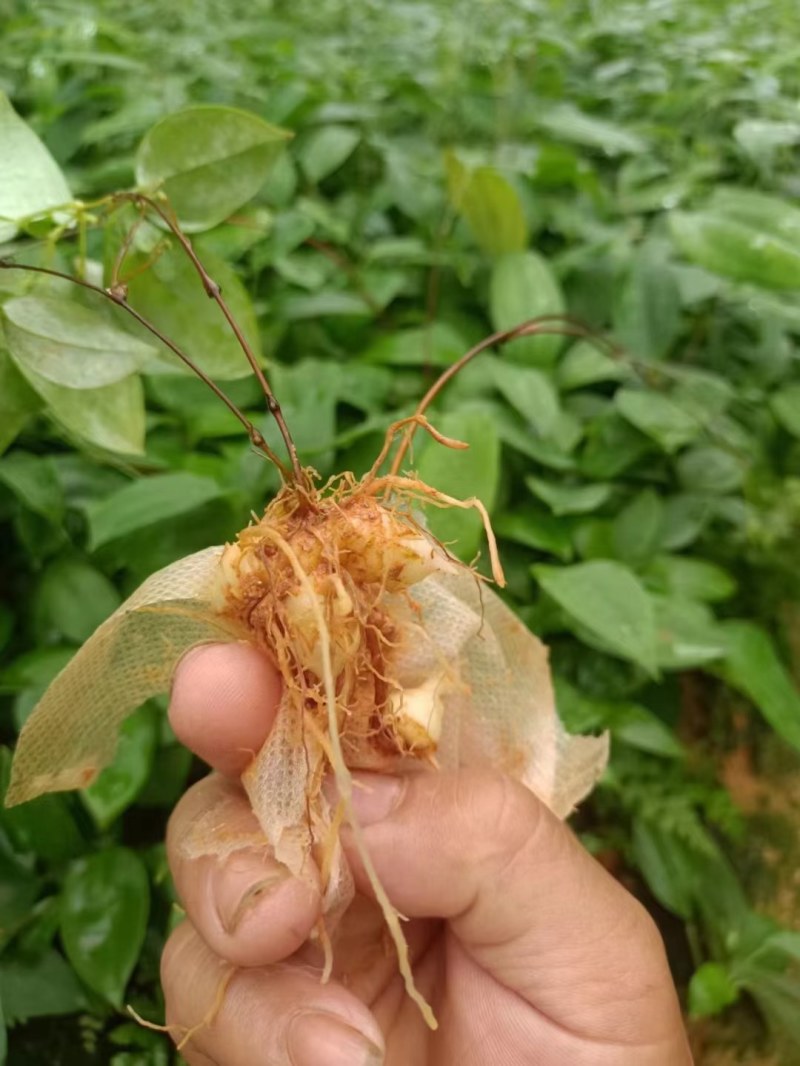 土茯苓苗
