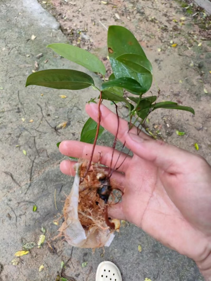 土茯苓苗
