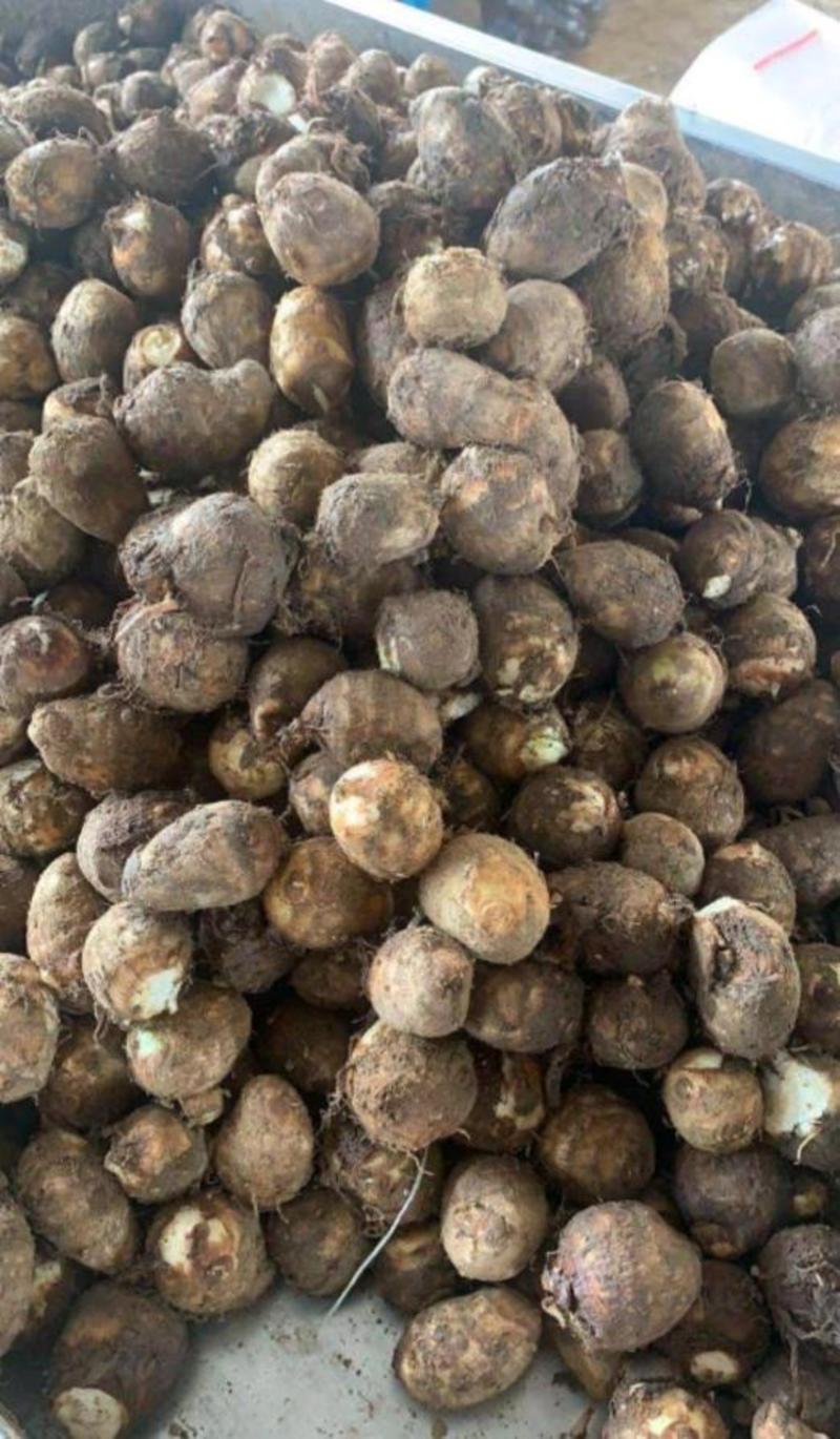 山东8520毛芋头种子品种齐全，一手货源保质保量全国发货