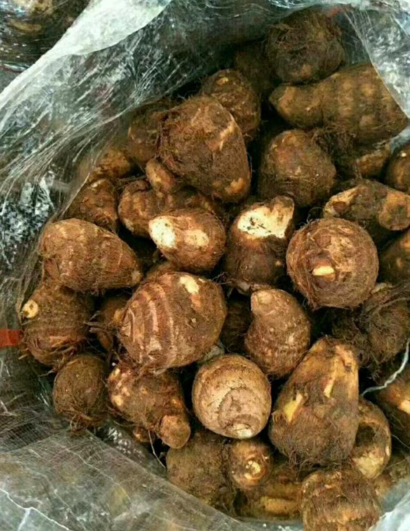 山东8520毛芋头种子品种齐全，一手货源保质保量全国发货