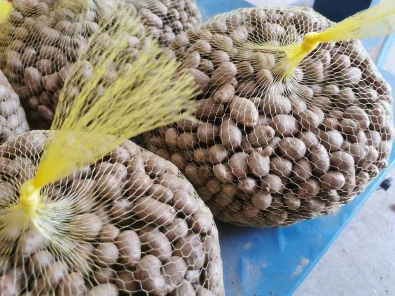 精品山药豆接各大电商平台代发平台电商专用山药豆糖葫芦专用