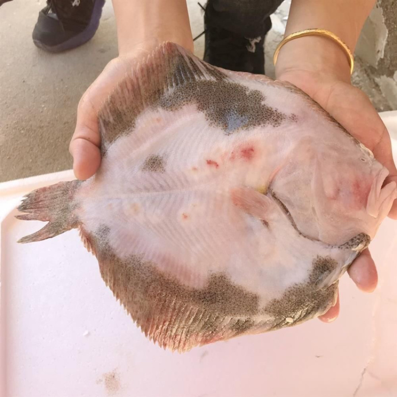 新鲜冷冻多宝鱼比目鱼大菱鲆一件代发