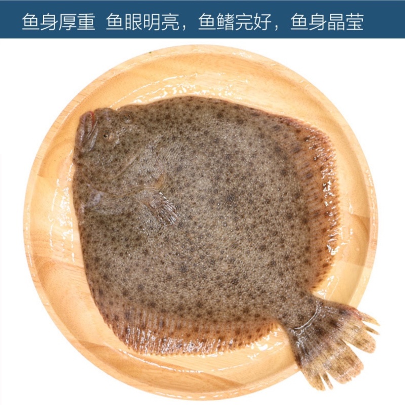 新鲜冷冻多宝鱼比目鱼大菱鲆一件代发
