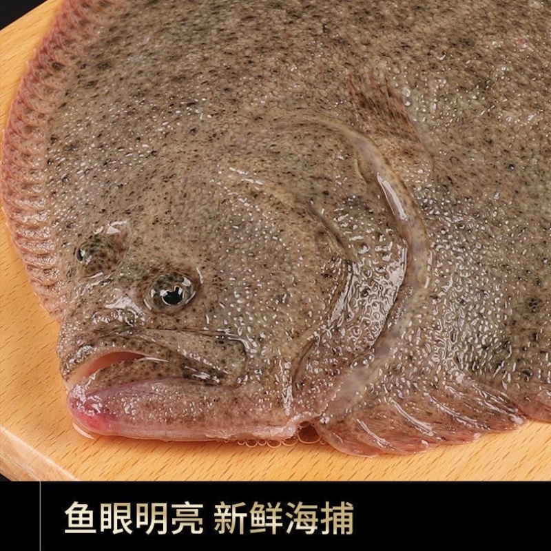 新鲜冷冻多宝鱼比目鱼大菱鲆一件代发