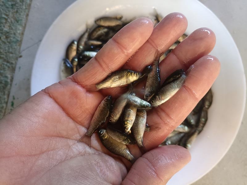 湘云鲫鱼苗工程鲫鱼苗水花苗放心采购。