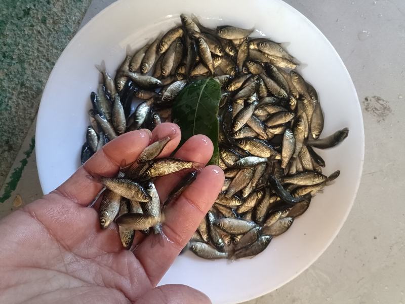 湘云鲫鱼苗工程鲫鱼苗水花苗放心采购。