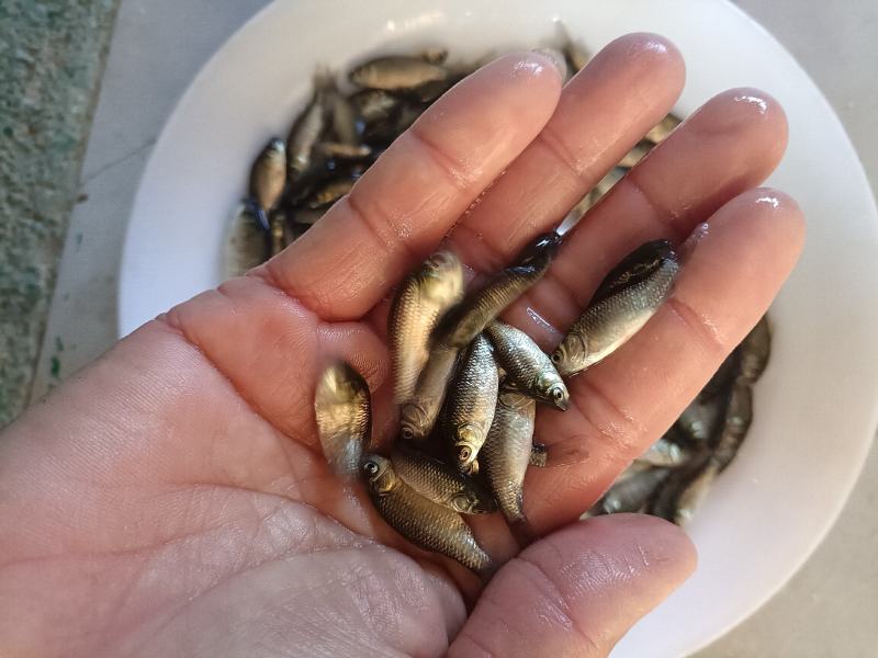 湘云鲫鱼苗工程鲫鱼苗水花苗放心采购。
