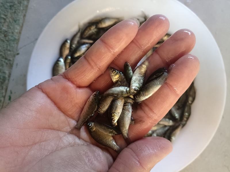 湘云鲫鱼苗工程鲫鱼苗水花苗放心采购。