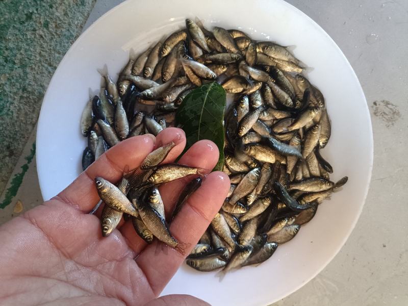 湘云鲫鱼苗工程鲫鱼苗水花苗放心采购。