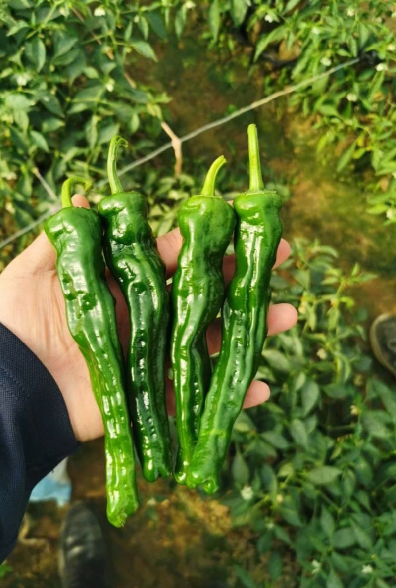 辣椒苗小皱皮辣椒苗，皱皱皮辣椒苗邹皮椒抗病香辣