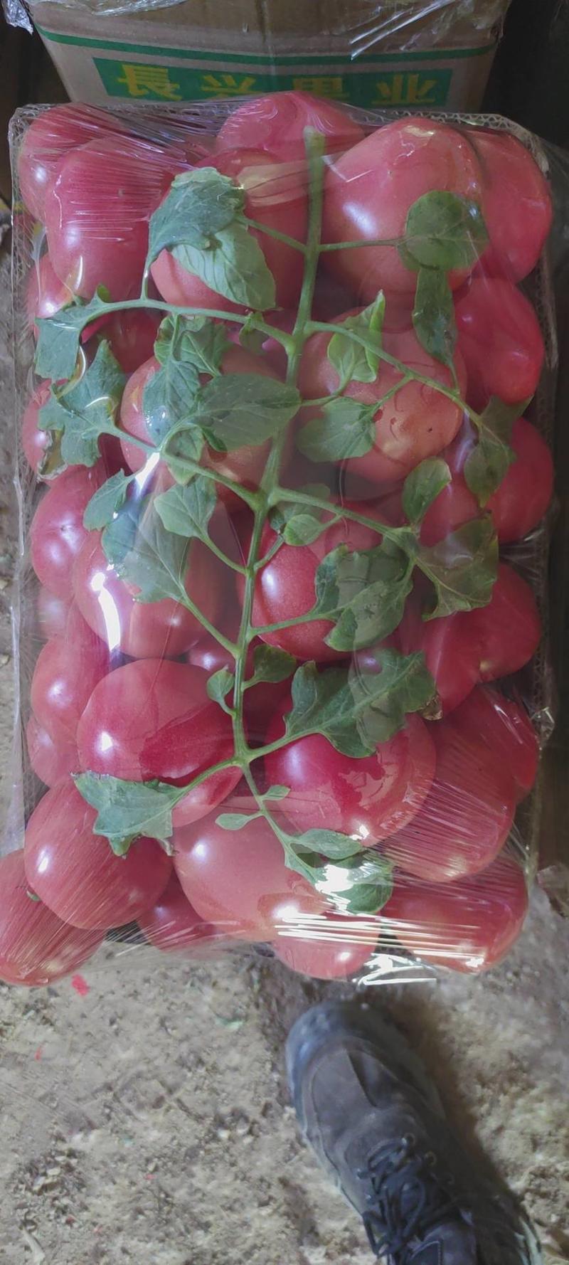 安徽泗县口感普罗旺斯西红柿大量有货，现摘先发，欢迎致详询