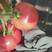 安徽泗县口感普罗旺斯西红柿大量有货，现摘先发，欢迎致详询