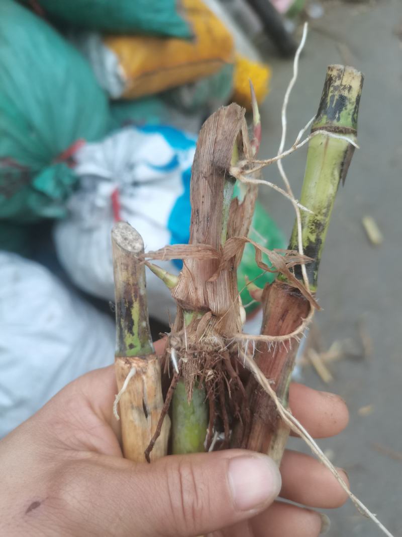 甜象草巨菌草皇竹草产量高可四季增长适合猪马牛羊的