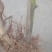 甜象草巨菌草皇竹草产量高可四季增长适合猪马牛羊的