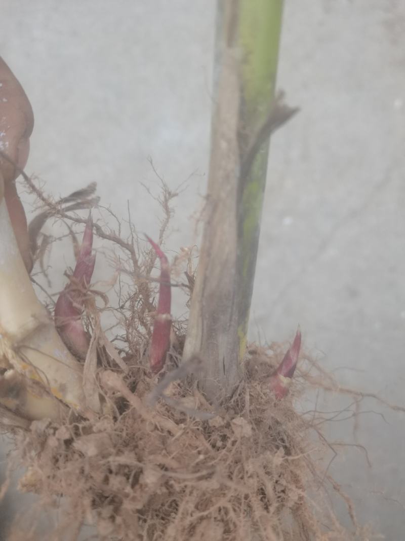 甜象草巨菌草皇竹草产量高可四季增长适合猪马牛羊的