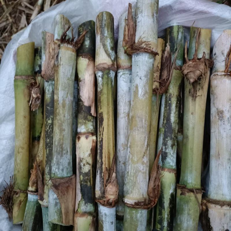 甜象草巨菌草皇竹草产量高可四季增长适合猪马牛羊的