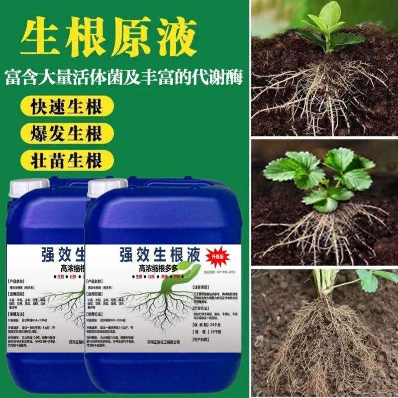 快速生根液根多多移栽扦插花卉营养液植物通用强力壮苗生根剂