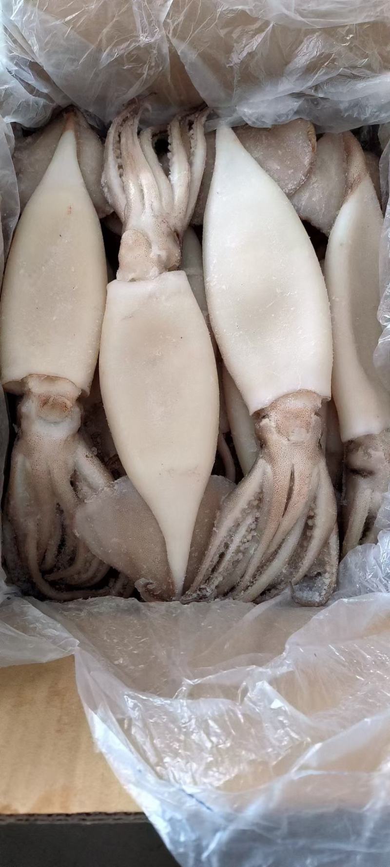 二去阿鱿，单冻去皮鱿