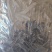 水蛭菲牛蛭干货净货欢迎下单一斤起售