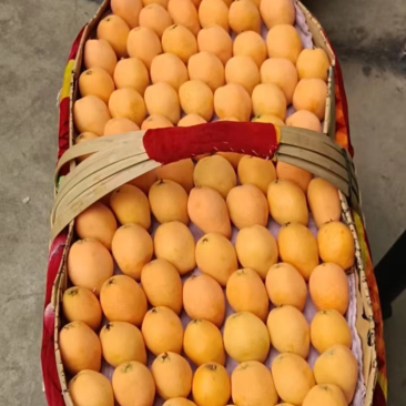 凉山德昌枇杷！早钟枇杷！大五星枇杷，口感好，个大